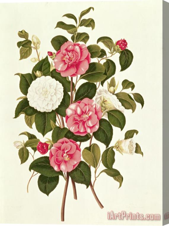 English School Camellia Stretched Canvas Print / Canvas Art