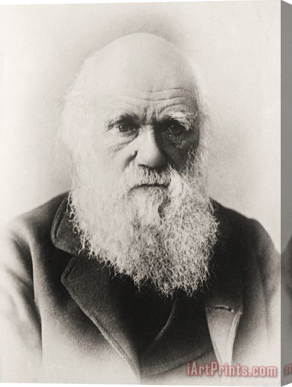 English School Charles Darwin Stretched Canvas Print / Canvas Art
