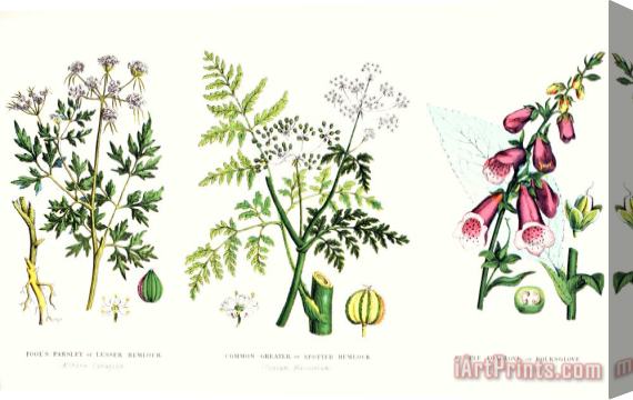 English School Common Poisonous Plants Stretched Canvas Print / Canvas Art