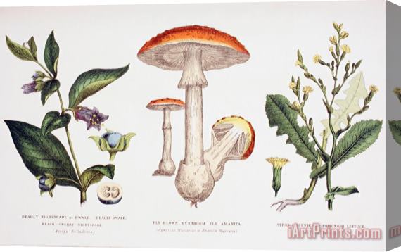English School Common Poisonous Plants Stretched Canvas Print / Canvas Art