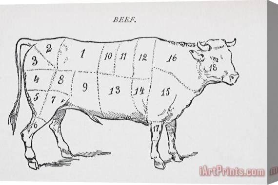 English School Drawing Of A Bullock Marked To Show Eighteen Different Cuts Of Meat Stretched Canvas Painting / Canvas Art