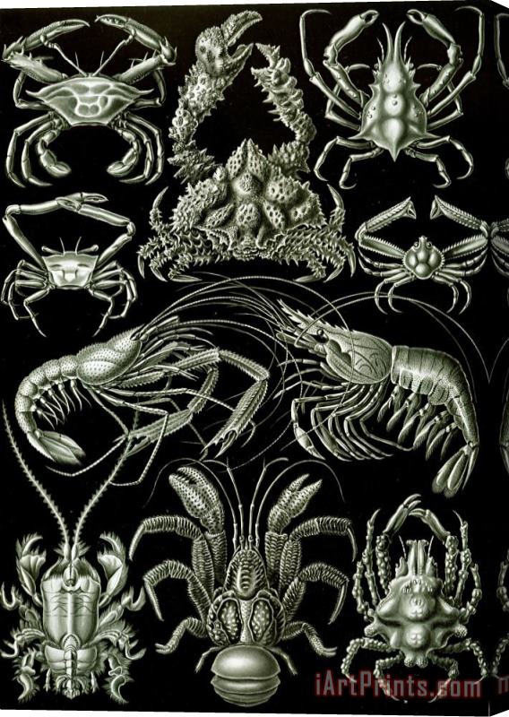 Ernst Haeckel Examples Of Decapoda Kunstformen Der Natur Stretched Canvas Painting / Canvas Art