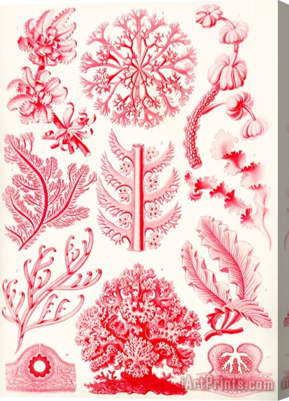 Ernst Haeckel Examples Of Florideae From Kunstformen Der Natur Stretched Canvas Print / Canvas Art