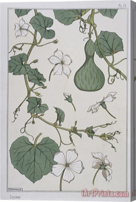 Eugene Grasset Botanical Diagram of a Gourd Stretched Canvas Painting / Canvas Art