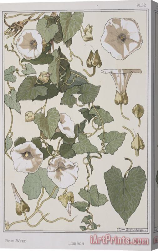 Eugene Grasset Botanical Diagram of Bind Weed Stretched Canvas Painting / Canvas Art