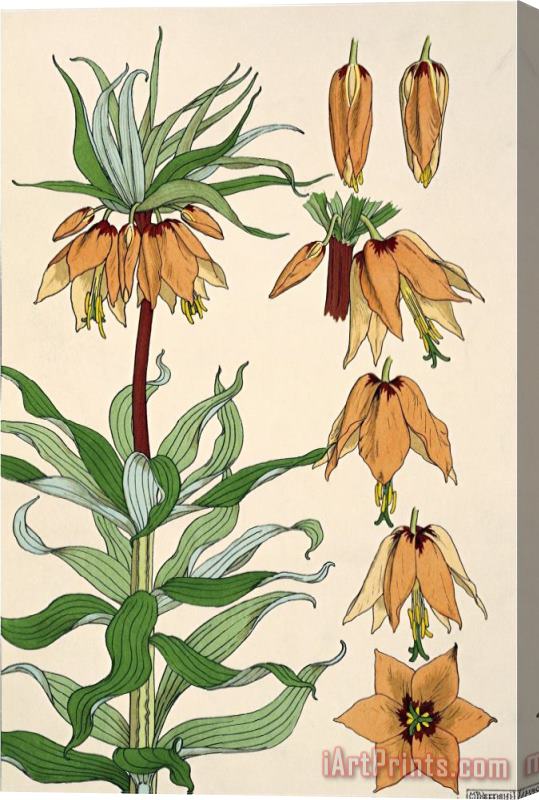 Eugene Grasset Botanical Diagram of Crown Imperial Stretched Canvas Print / Canvas Art
