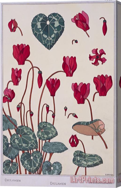 Eugene Grasset Botanical Diagram of Cyclamen Stretched Canvas Painting / Canvas Art