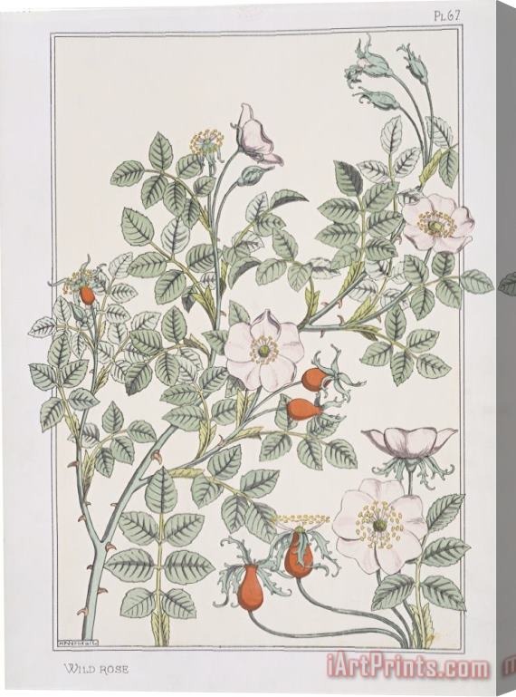 Eugene Grasset Botanical Diagram of Wild Rose Stretched Canvas Painting / Canvas Art