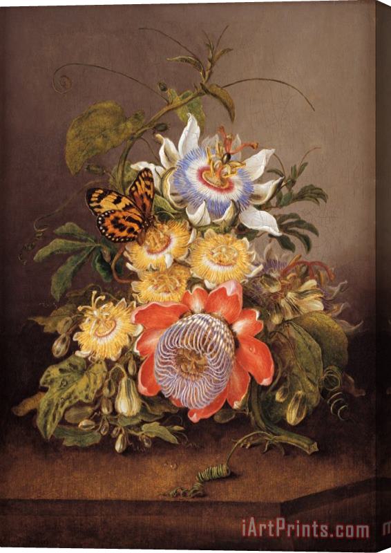 Ferdinand Bauer Passionflowers Stretched Canvas Print / Canvas Art