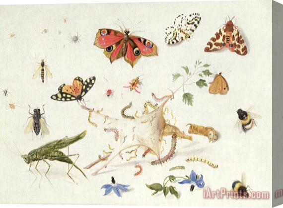 Ferdinand van Kessel Study Of Insects And Flowers Stretched Canvas Print / Canvas Art