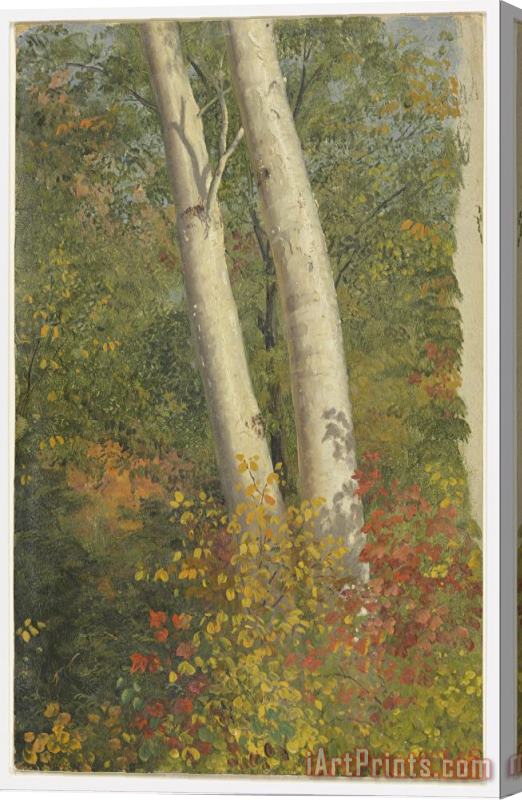 Frederic Edwin Church Birch Trees in Autumn Stretched Canvas Print / Canvas Art
