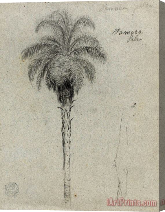 Frederic Edwin Church Botanical Sketch Showing Two Views of The Tamaca Palm Stretched Canvas Print / Canvas Art