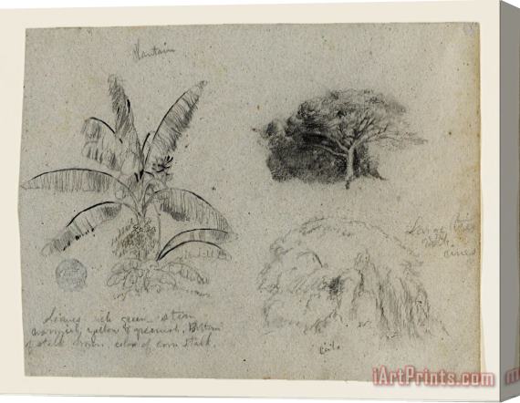 Frederic Edwin Church Botanical Sketches, South America Stretched Canvas Painting / Canvas Art