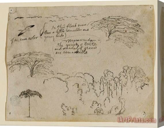 Frederic Edwin Church Sketches From South America, Probably From Colombia. Birds, Trees. As in 134. Stretched Canvas Print / Canvas Art