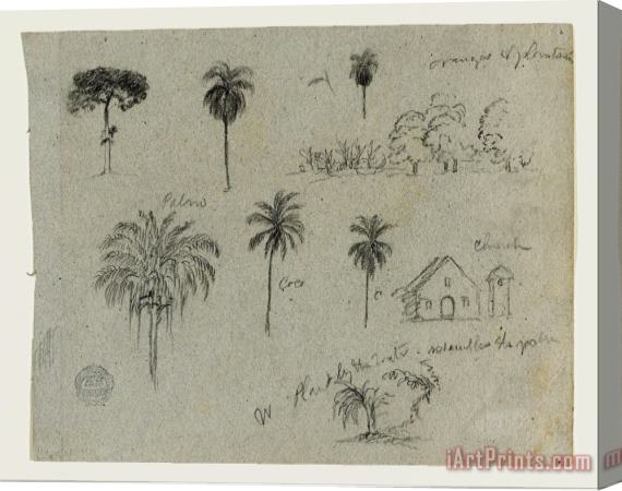 Frederic Edwin Church Sketches From The Rio Magdalena, Colombia. Botanical Sketches. a Church. Similar to 103. Stretched Canvas Print / Canvas Art