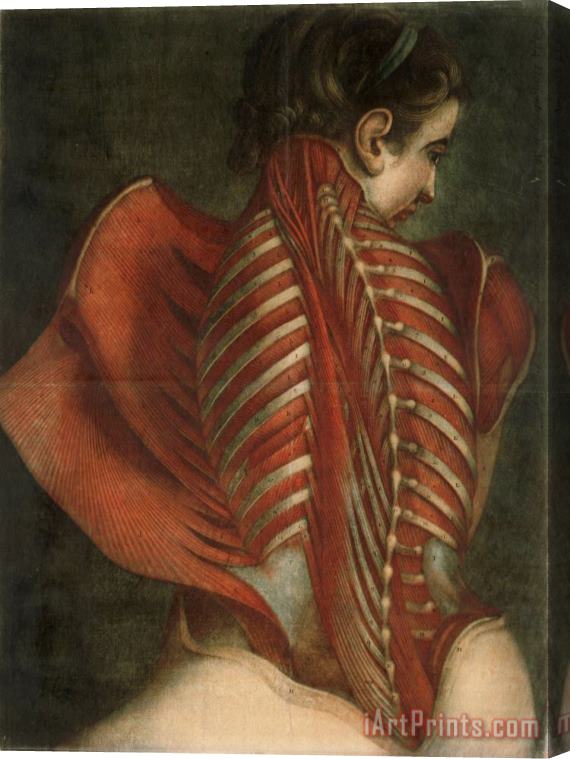 French Jacques-Fabien Gautier-Dagoty Muscles of The Back Stretched Canvas Print / Canvas Art