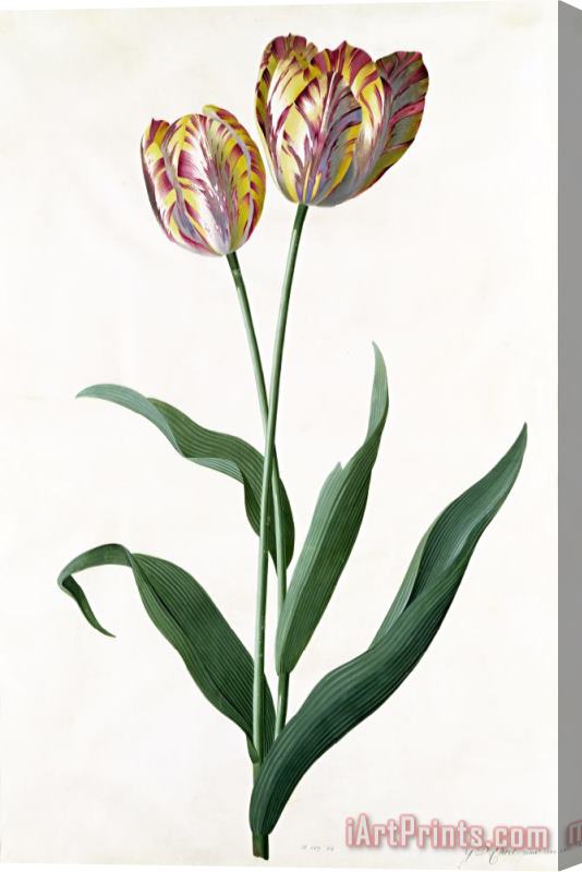 Georg Dionysius Ehret 5 Tulip Tulip Stretched Canvas Print / Canvas Art
