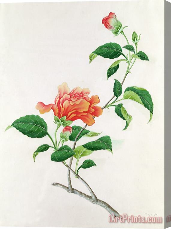 Georg Dionysius Ehret  Hibiscus Stretched Canvas Print / Canvas Art