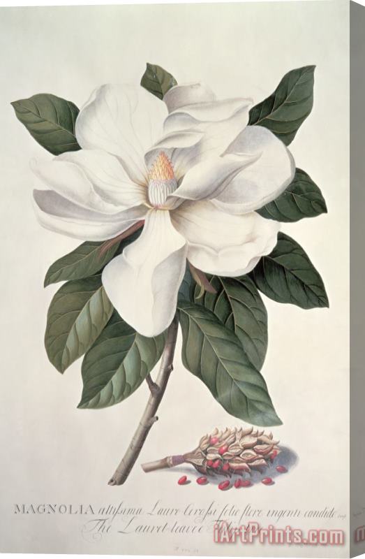 Georg Dionysius Ehret  Magnolia Stretched Canvas Painting / Canvas Art