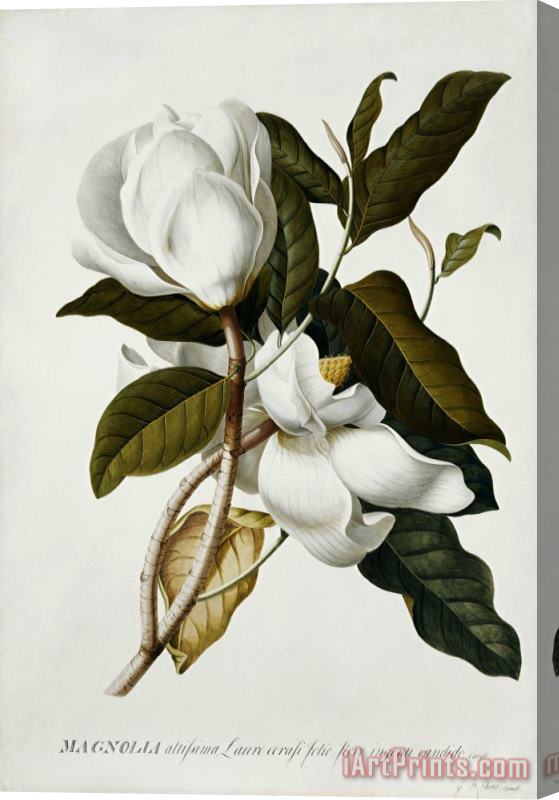 Georg Dionysius Ehret Magnolia Stretched Canvas Print / Canvas Art