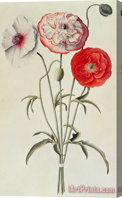 Georg Dionysius Ehret Poppies Corn Stretched Canvas Print / Canvas Art