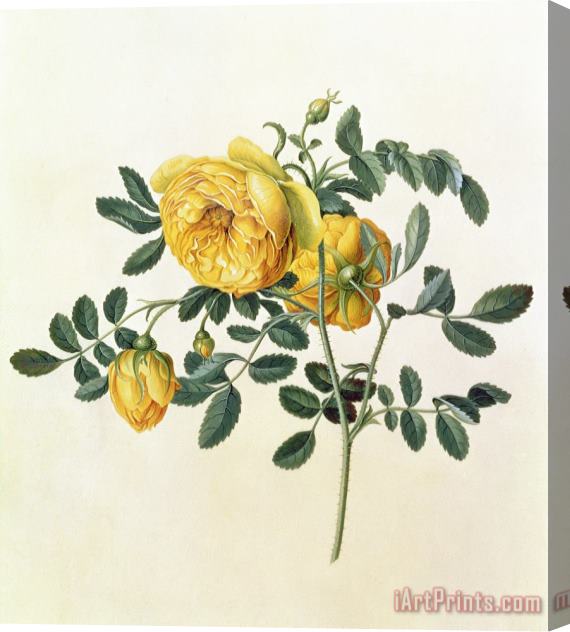 Georg Dionysius Ehret Rosa hemispherica Stretched Canvas Print / Canvas Art