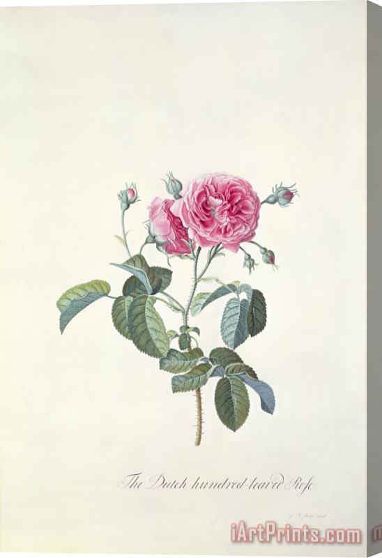 Georg Dionysius Ehret Rose Dutch hundred leaved Rose Stretched Canvas Print / Canvas Art