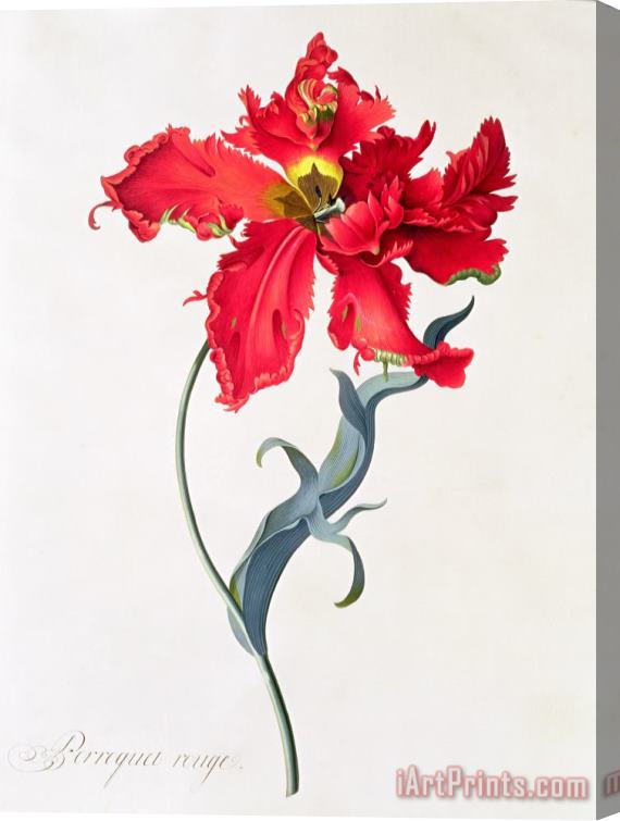 Georg Dionysius Ehret Tulip Perroquet Rouge Stretched Canvas Print / Canvas Art