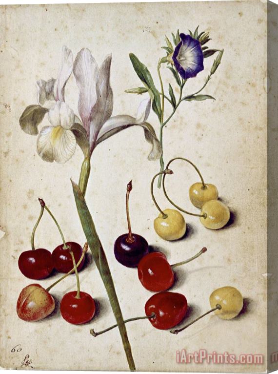Georg Flegel Spanish Iris, Morning Glory, And Cherries Stretched Canvas Print / Canvas Art