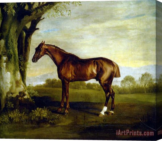 George Stubbs A Chestnut Racehorse Stretched Canvas Print / Canvas Art