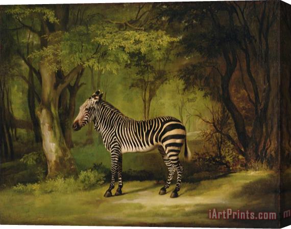 George Stubbs A Zebra Stretched Canvas Painting / Canvas Art