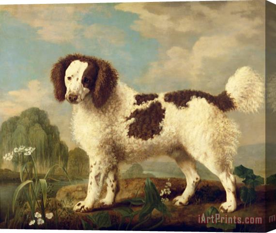 George Stubbs  Brown and White Norfolk or Water Spaniel Stretched Canvas Print / Canvas Art