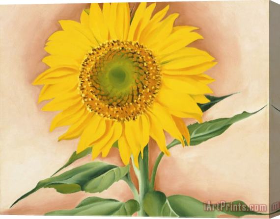 Georgia O'keeffe A Sunflower From Maggie Stretched Canvas Print / Canvas Art