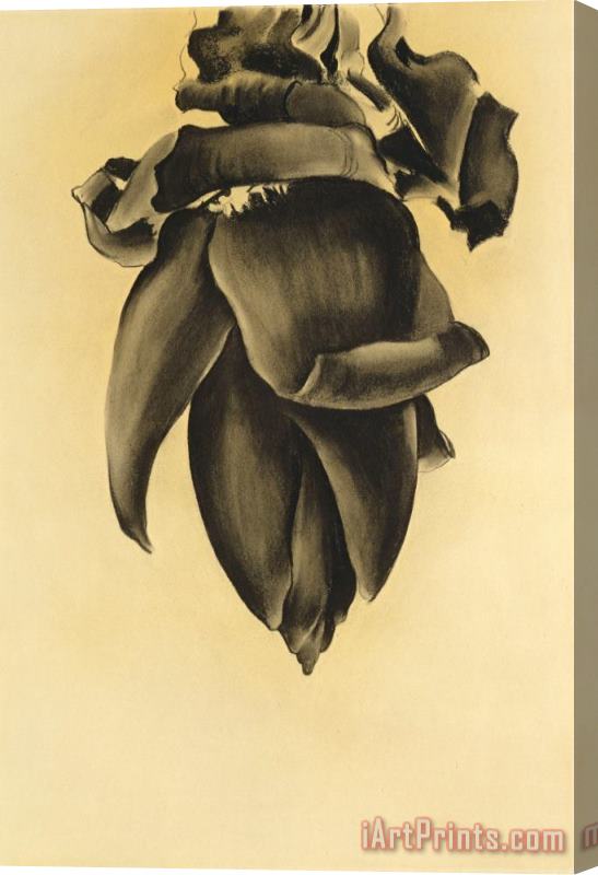 Georgia O'keeffe Banana Flower No. Ii, 1934 Stretched Canvas Painting / Canvas Art