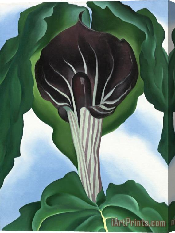 Georgia O'Keeffe Jack in The Pulpit No. 3 Stretched Canvas Print / Canvas Art