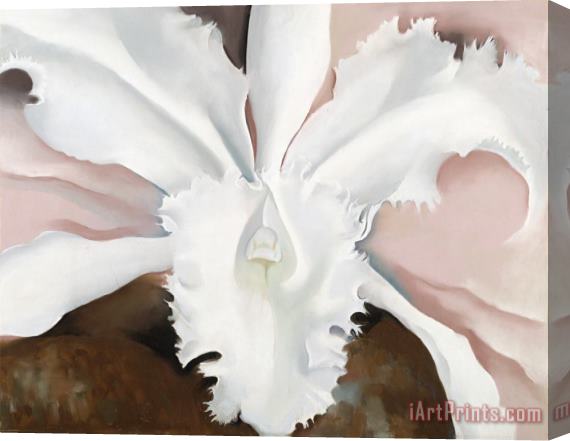 Georgia O'Keeffe Narcissa's Last Orchid Stretched Canvas Print / Canvas Art