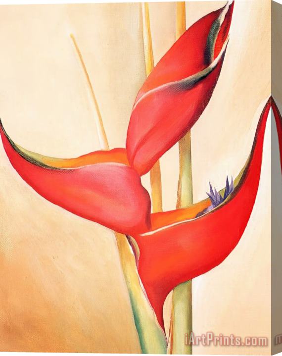 Georgia O'keeffe Not From My Garden Stretched Canvas Print / Canvas Art