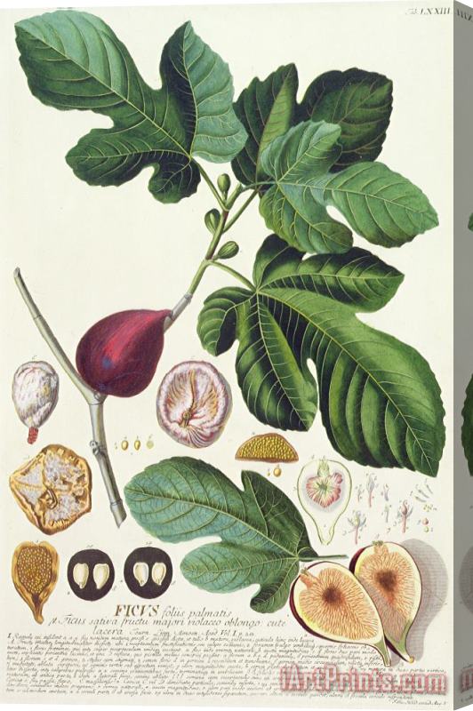 German School Fig Engraved By Johann Jakob Haid Stretched Canvas Print / Canvas Art