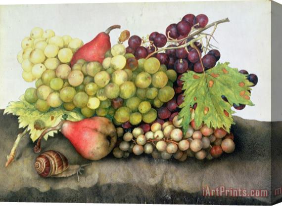 Giovanna Garzoni Snail with Grapes and Pears Stretched Canvas Painting / Canvas Art
