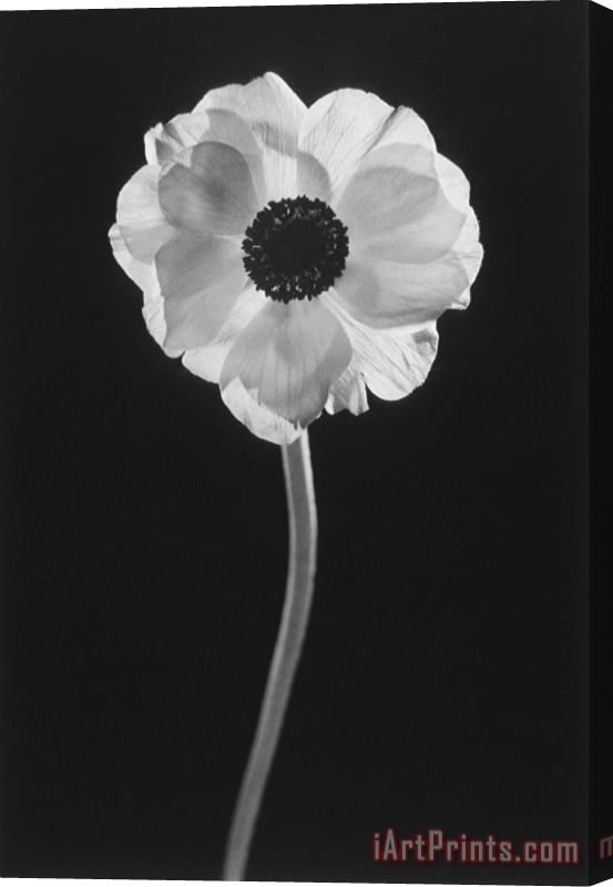 Graeme Harris Flower Stretched Canvas Print / Canvas Art