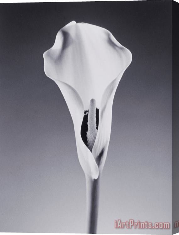 Graeme Harris Lily Flower Stretched Canvas Print / Canvas Art