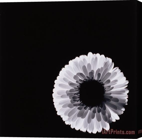 Graeme Harris White Flower Stretched Canvas Print / Canvas Art