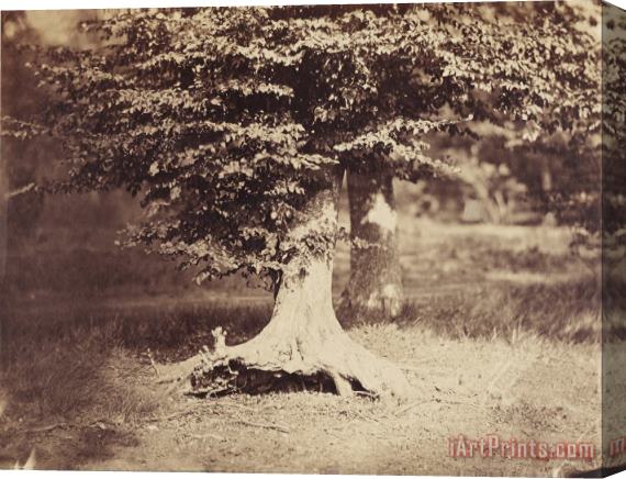 Gustave Le Gray The Beech Tree Stretched Canvas Print / Canvas Art