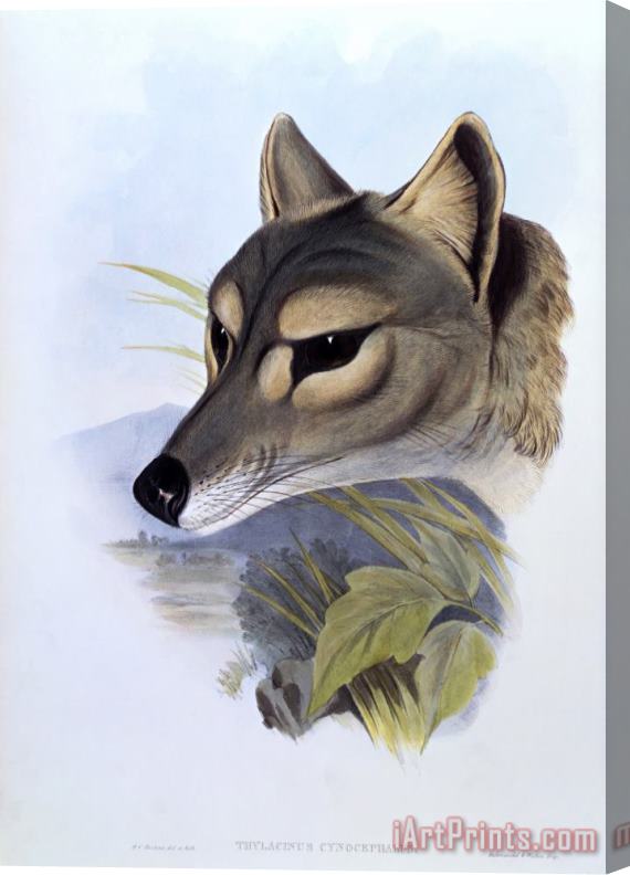 H. C. Richter Tasmanian Wolf, Thylacinus Cynocephalus Stretched Canvas Print / Canvas Art