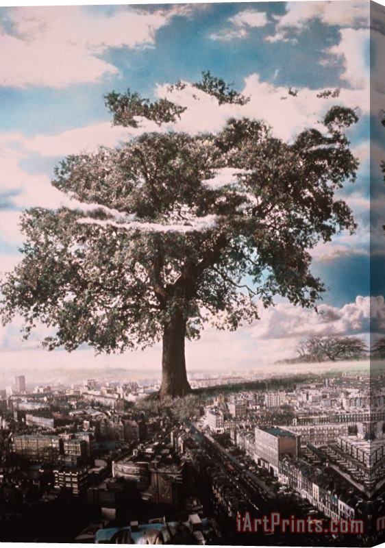 Hag Giant Tree in City Stretched Canvas Print / Canvas Art