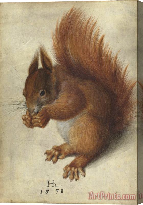 Hans Hoffmann Red Squirrel Stretched Canvas Print / Canvas Art