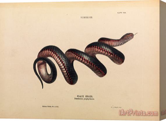 Helena Forde Black Snake, Pseudechis Porphyriacus Stretched Canvas Print / Canvas Art