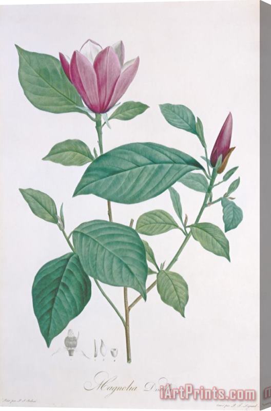 Henri Joseph Redoute Magnolia Discolor Engraved By Legrand Stretched Canvas Print / Canvas Art