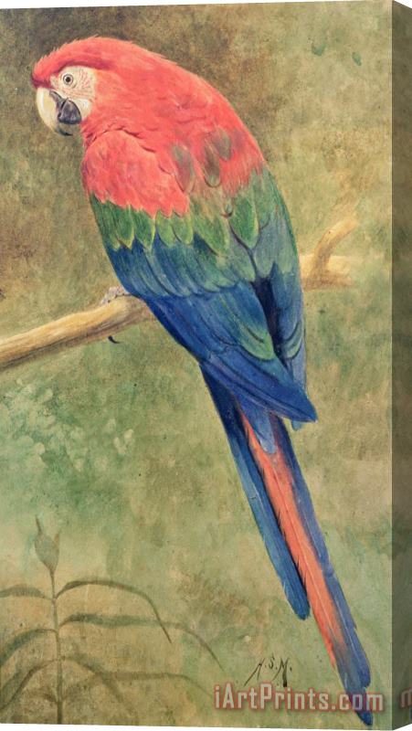 Henry Stacey Marks Red and Blue Macaw Stretched Canvas Painting / Canvas Art