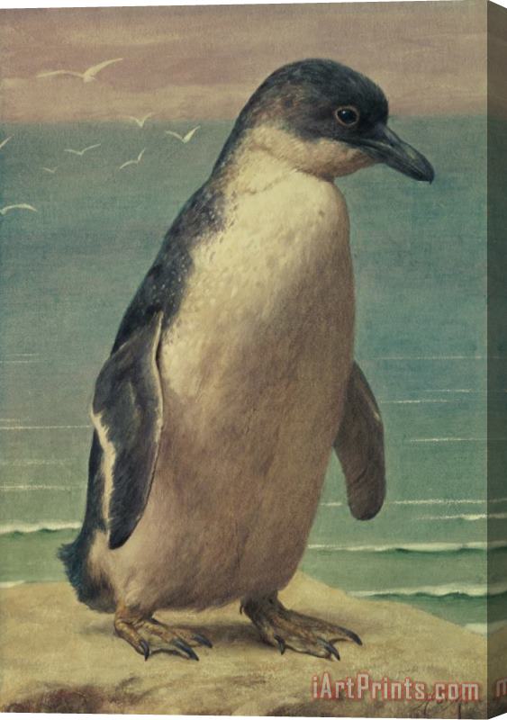 Henry Stacey Marks Study of a Penguin Stretched Canvas Painting / Canvas Art